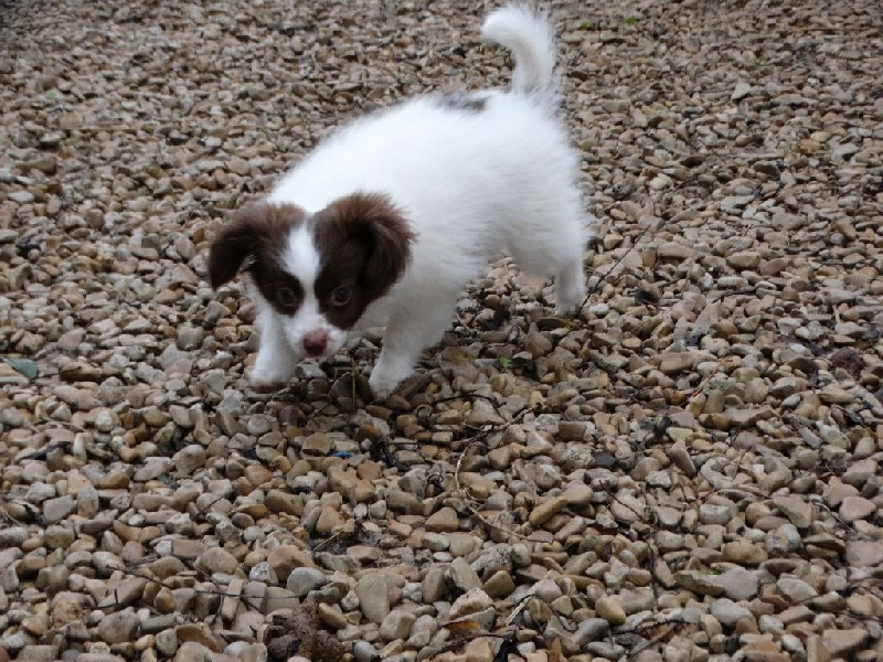 Mirabelle De La Vallée De La Py