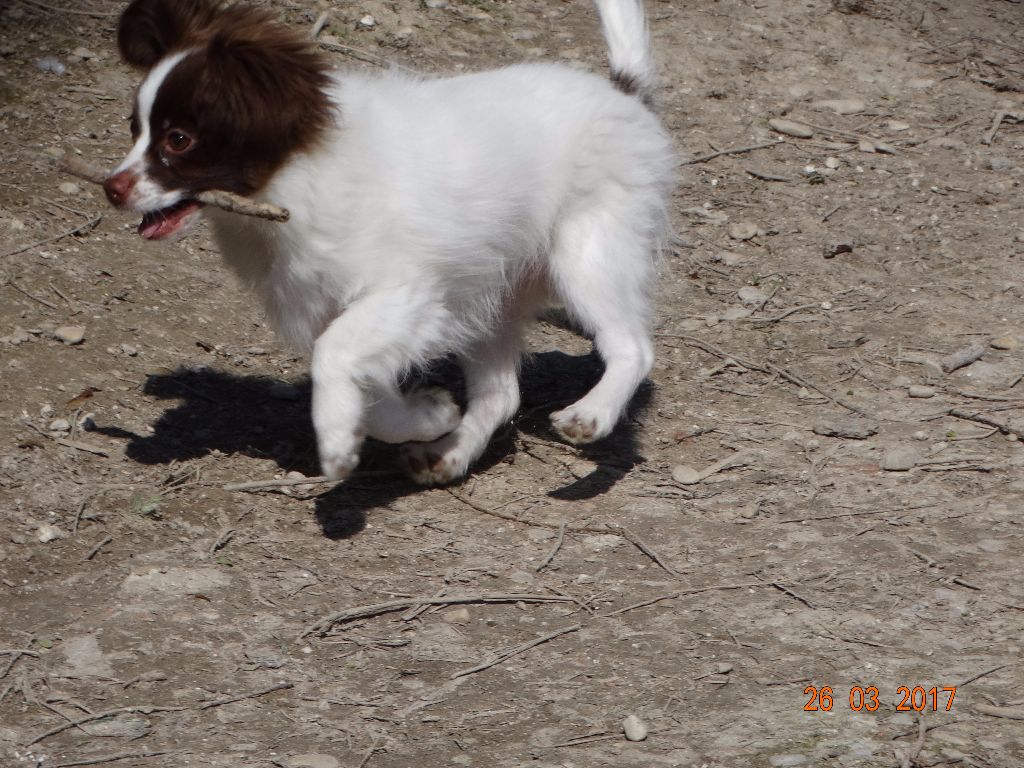 Mirabelle De La Vallée De La Py