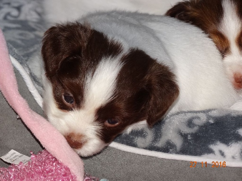 Mirabelle De La Vallée De La Py