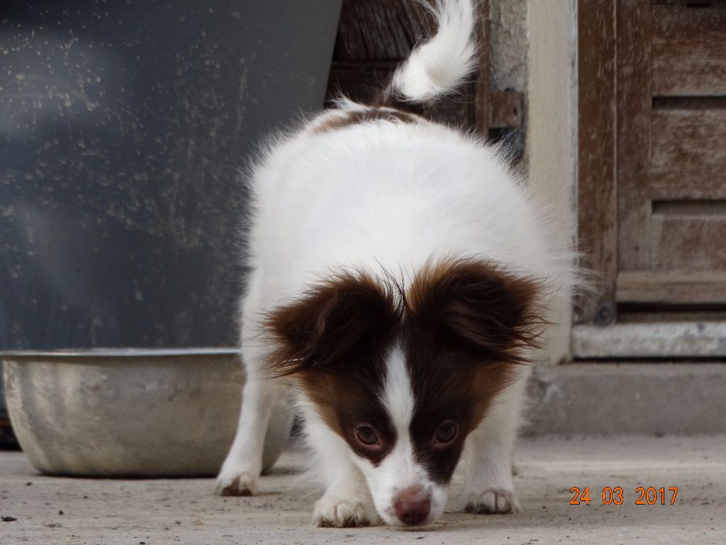 Mirabelle De La Vallée De La Py