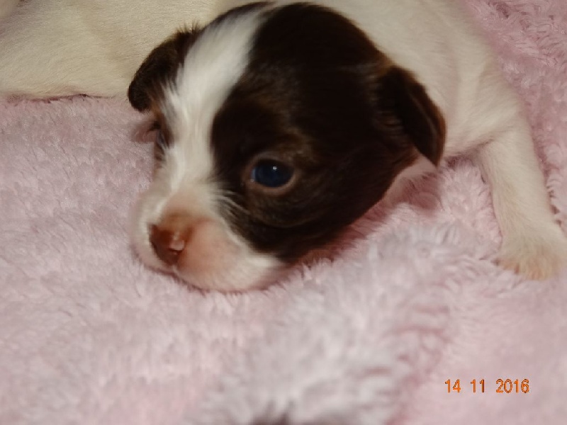 Mirabelle De La Vallée De La Py