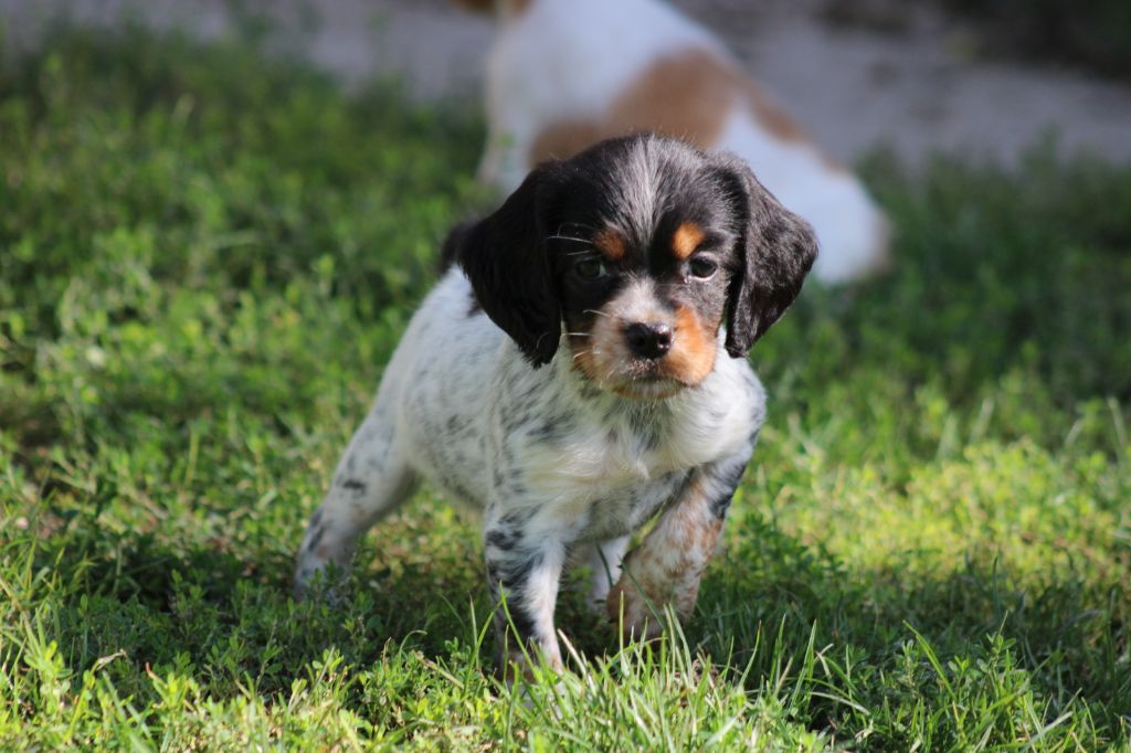 Publication : De La Vallée De La Py