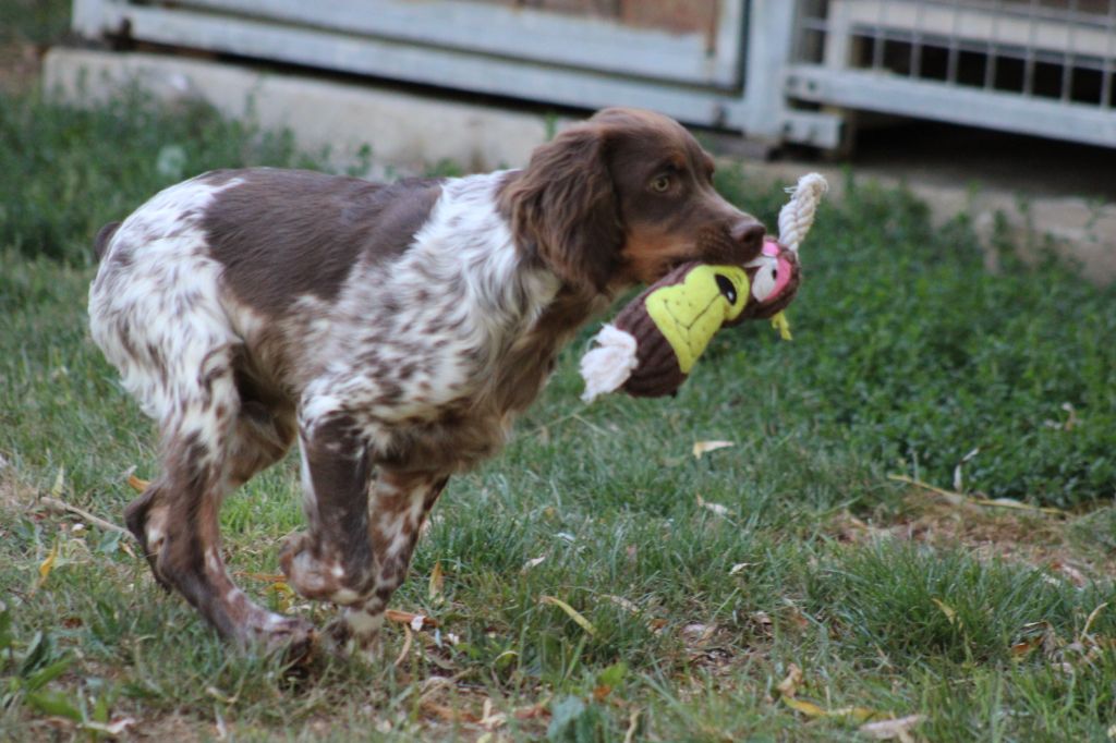 Toto De La Vallée De La Py