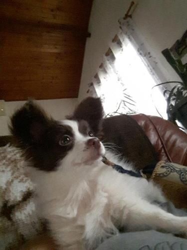 Mirabelle De La Vallée De La Py