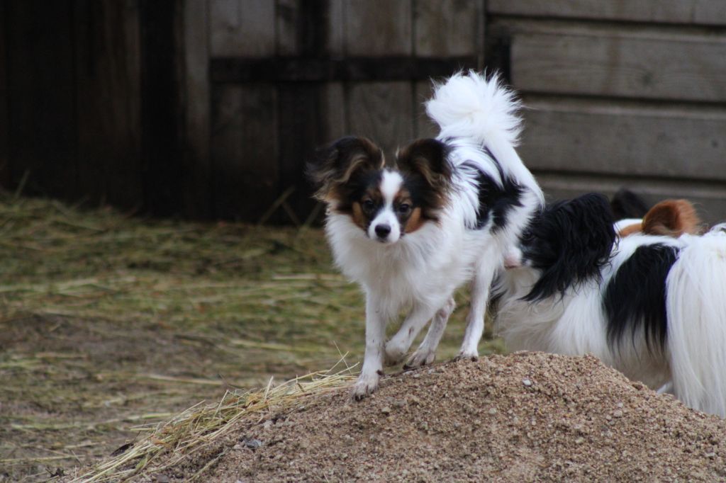 Ricky De La Vallée De La Py