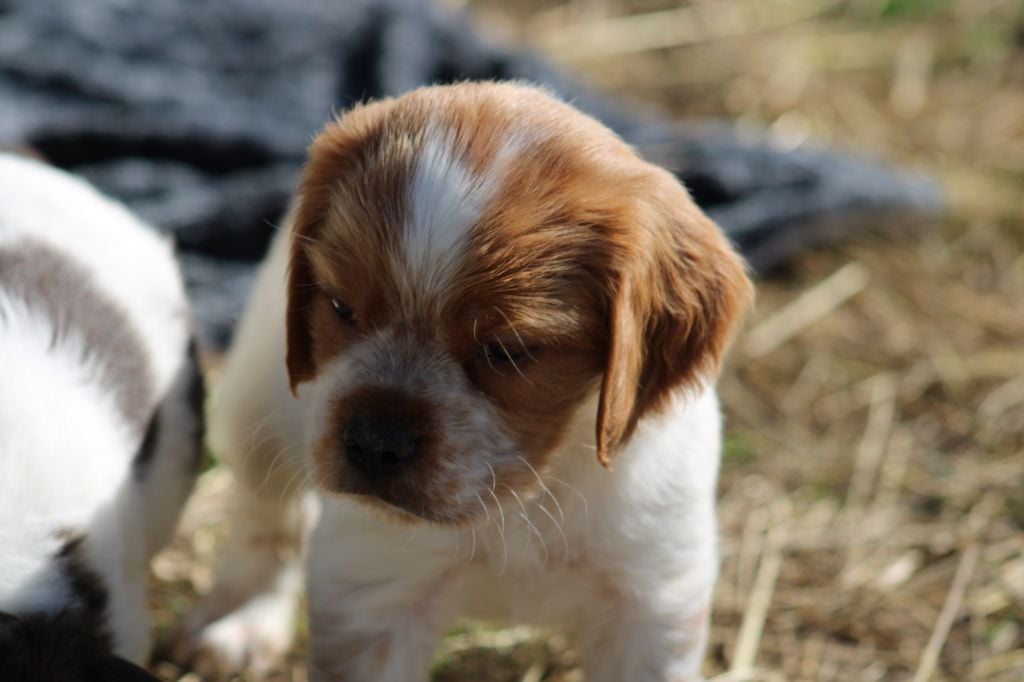 Artus De La Vallée De La Py