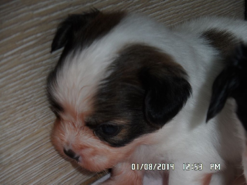 Jepp De La Vallée De La Py