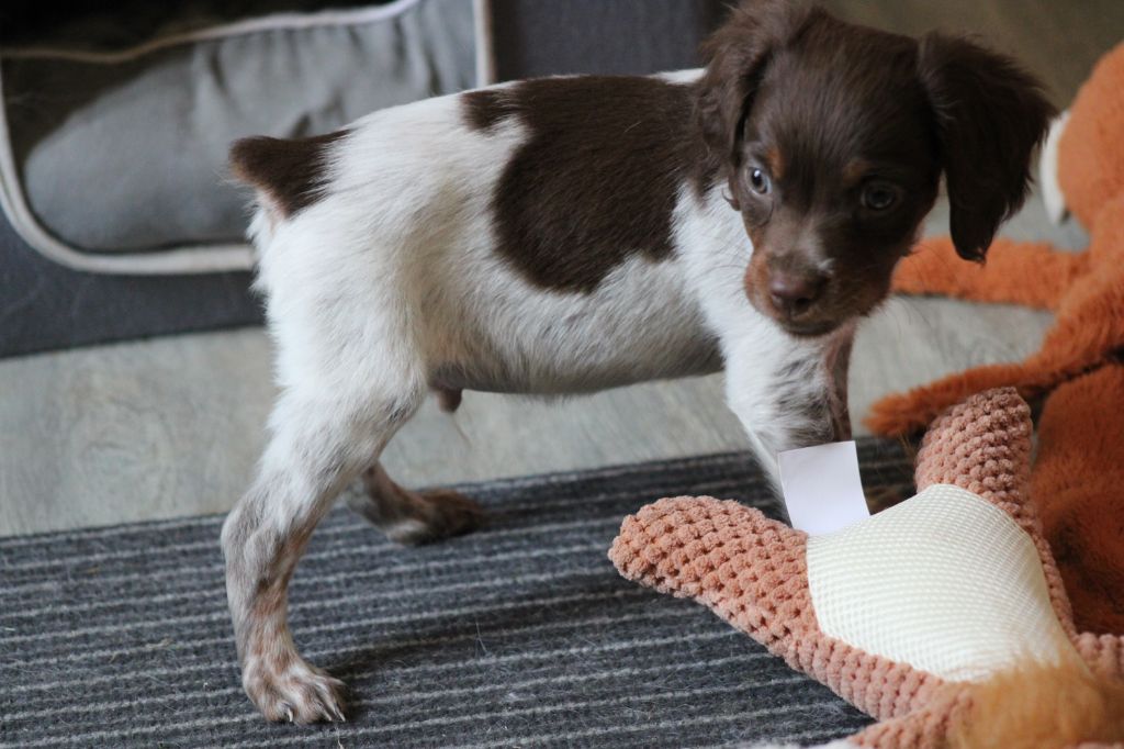 Toto De La Vallée De La Py