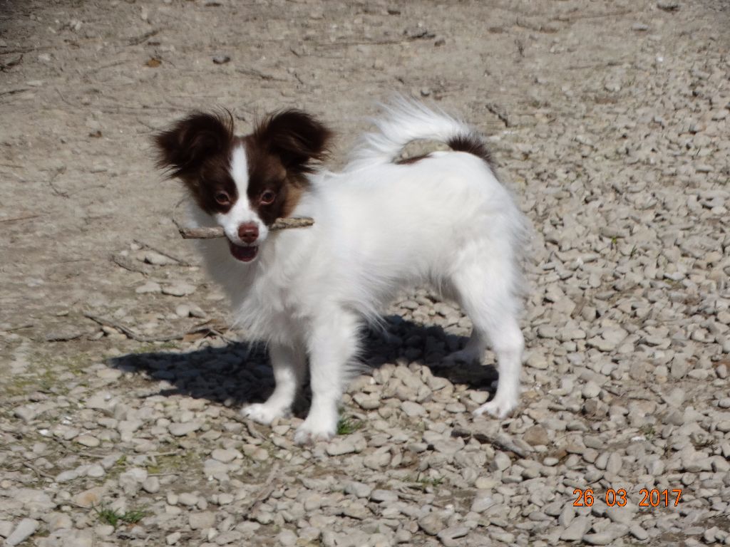 Mirabelle De La Vallée De La Py