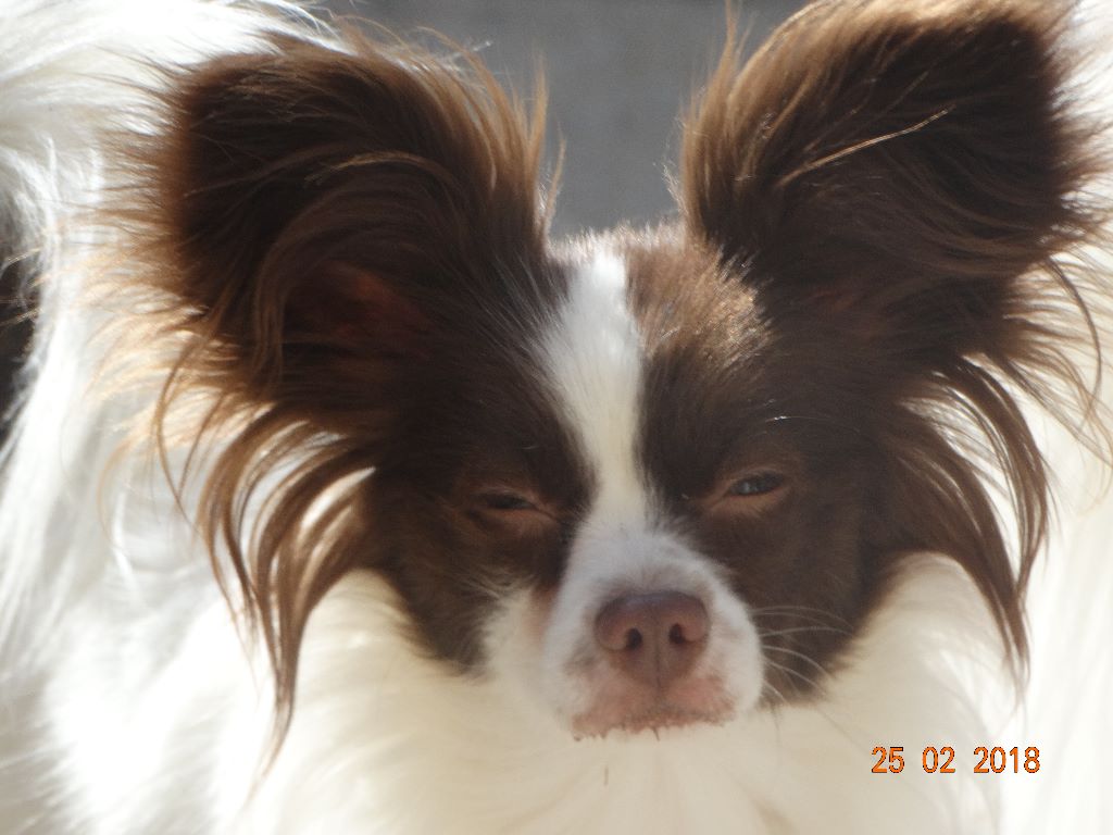 Mirabelle De La Vallée De La Py