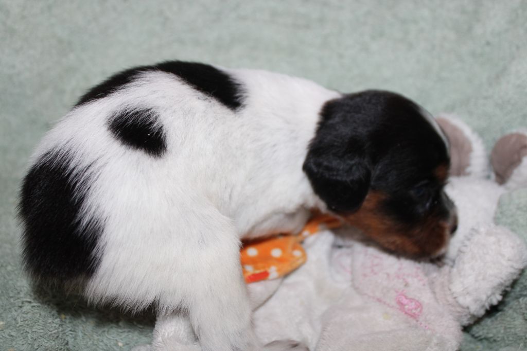 Publication : De La Vallée De La Py