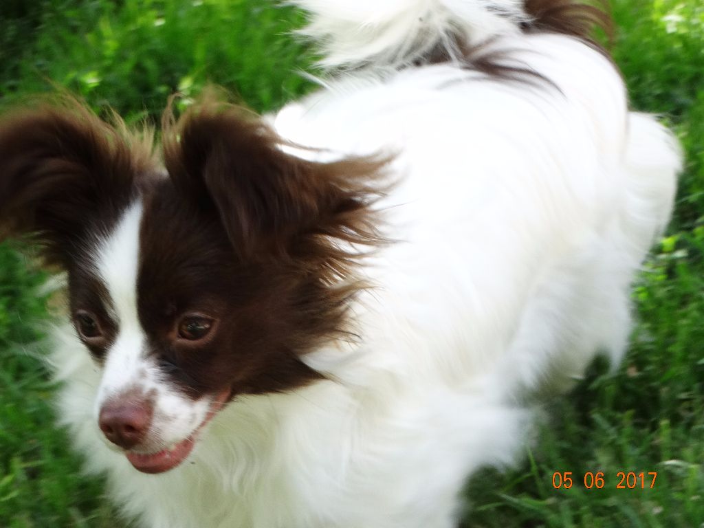 Mirabelle De La Vallée De La Py