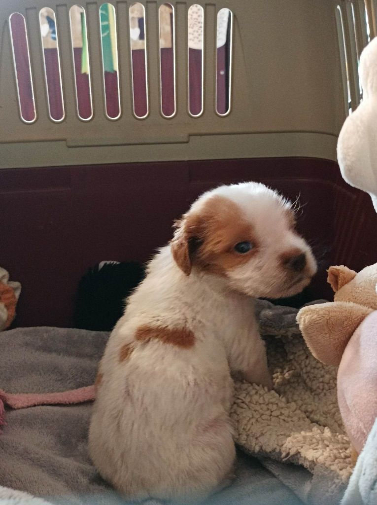 Tcho De La Vallée De La Py