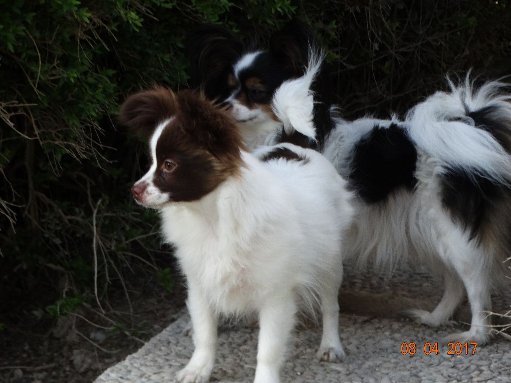 Mirabelle De La Vallée De La Py