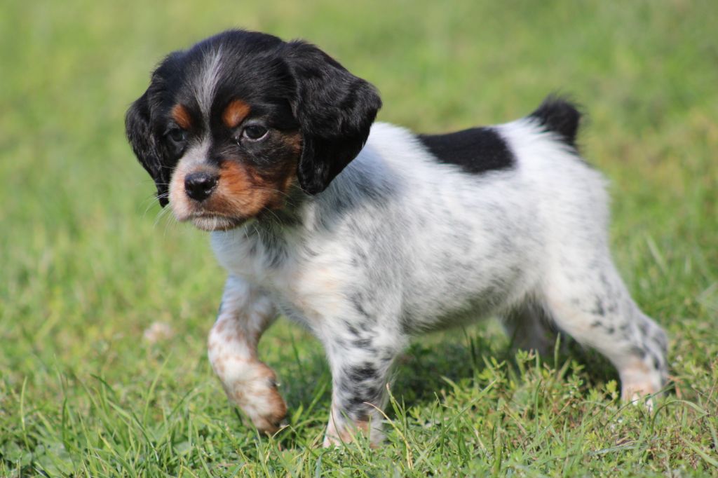 Publication : De La Vallée De La Py