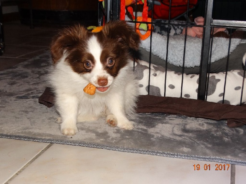 Mirabelle De La Vallée De La Py