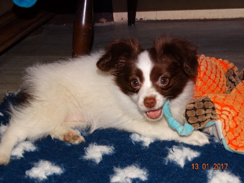 Mirabelle De La Vallée De La Py