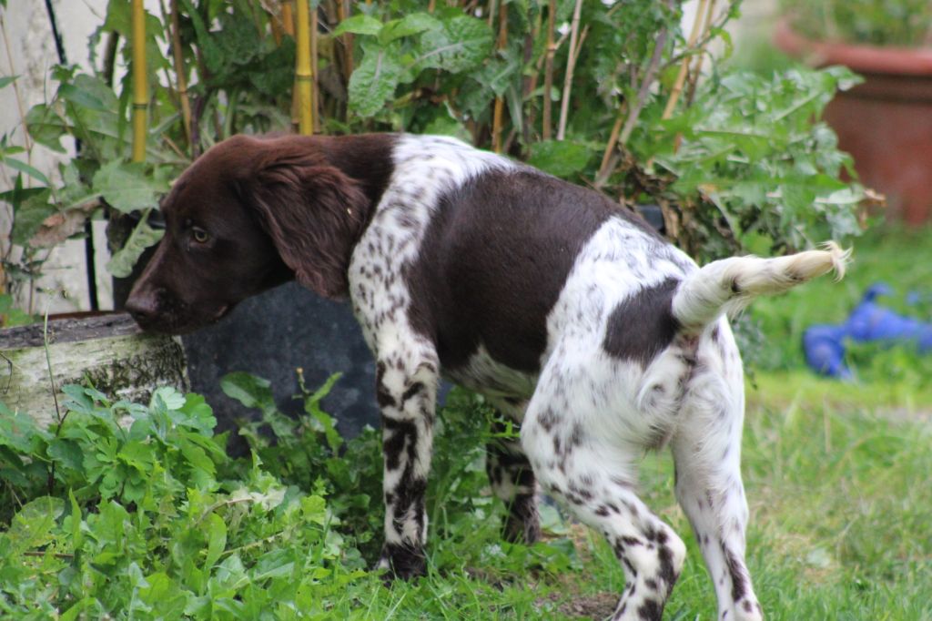 Alpha De La Vallée De La Py