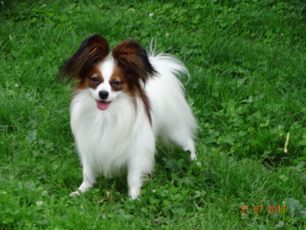 Jepp De La Vallée De La Py