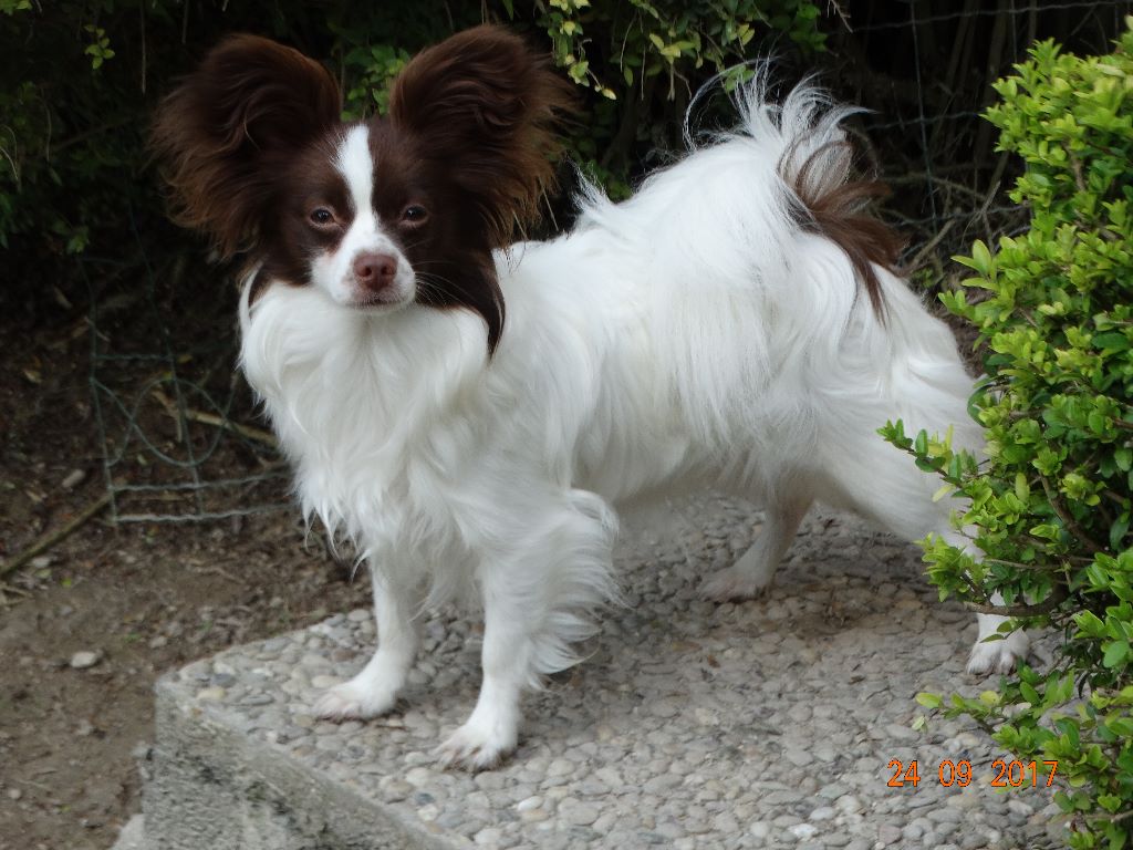 Mirabelle De La Vallée De La Py