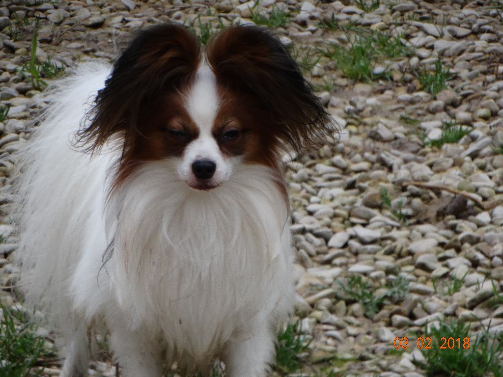 Jepp De La Vallée De La Py