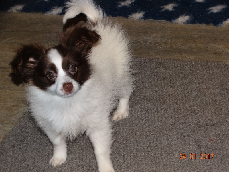 Mirabelle De La Vallée De La Py