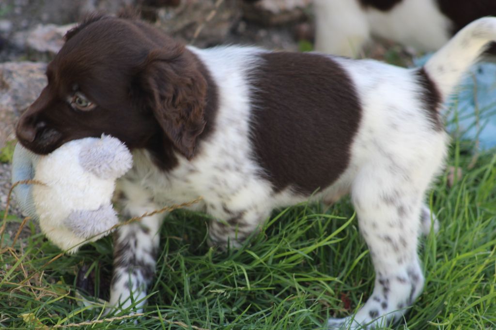 Alpha De La Vallée De La Py