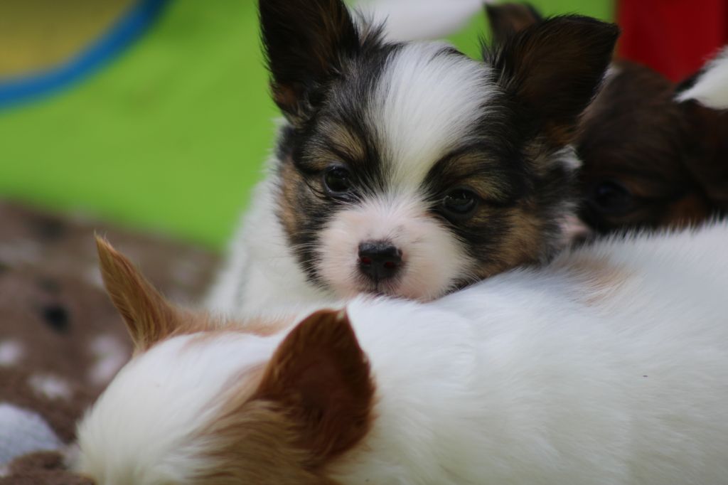 Ricky De La Vallée De La Py