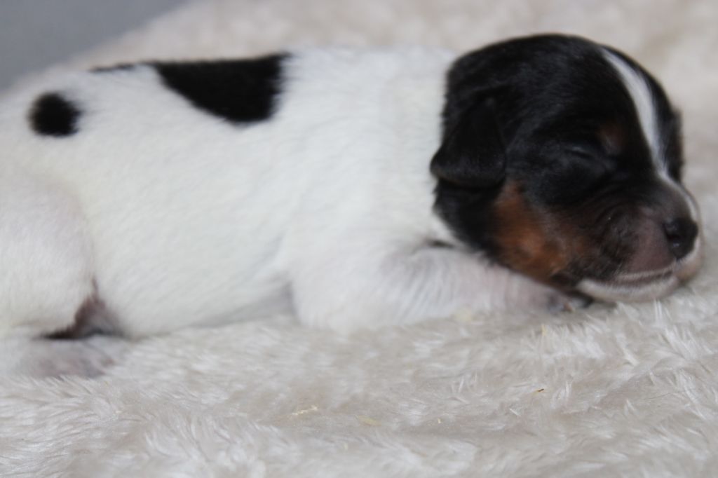 Publication : De La Vallée De La Py