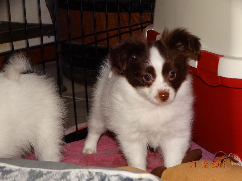 Mirabelle De La Vallée De La Py