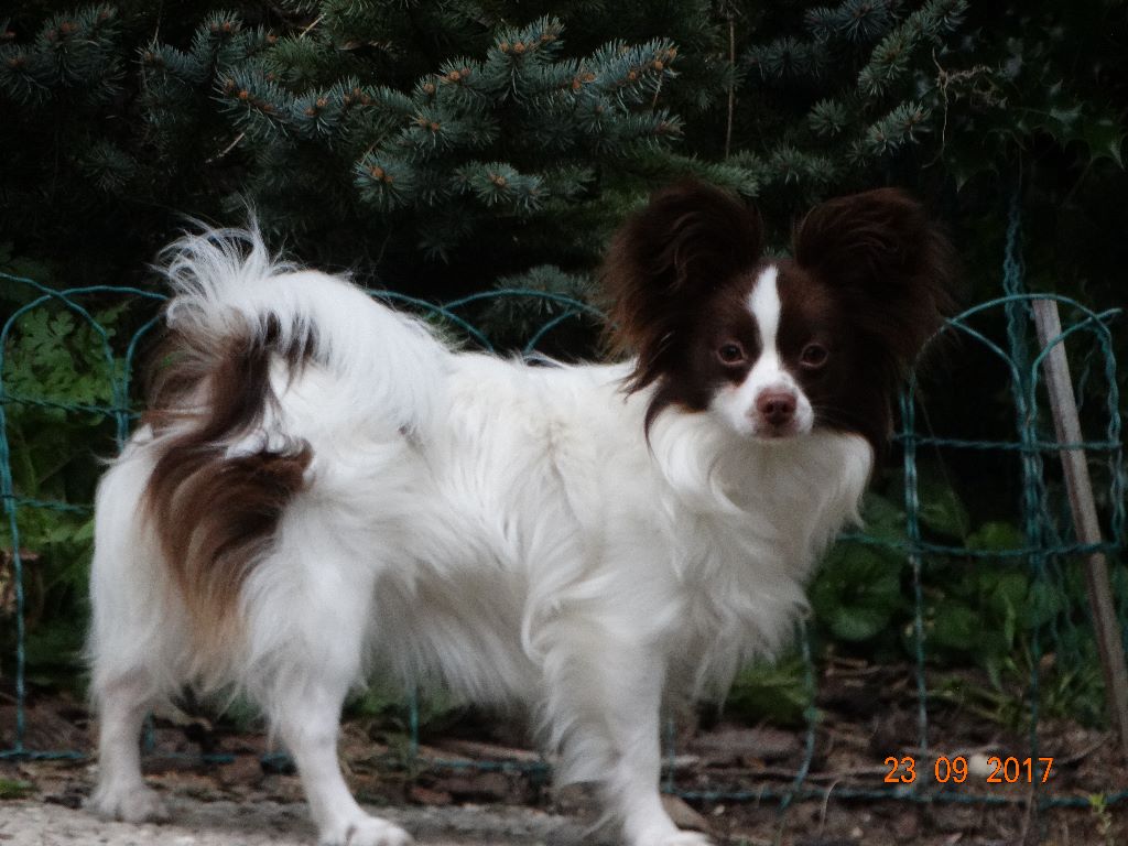 Mirabelle De La Vallée De La Py