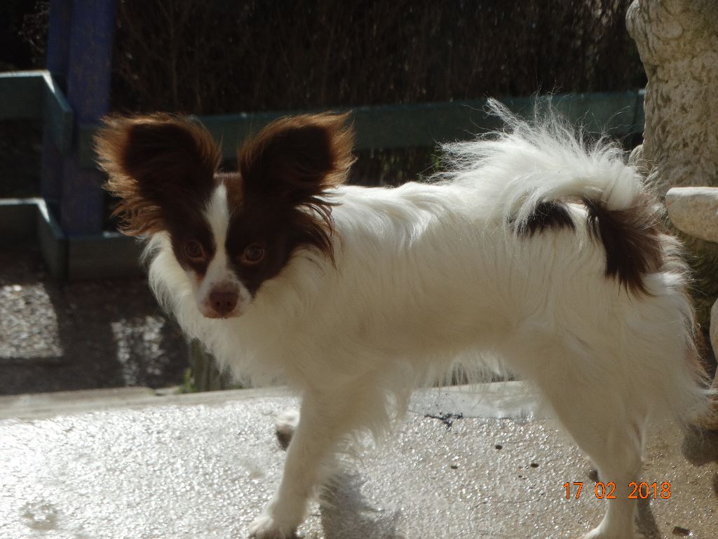 Mirabelle De La Vallée De La Py