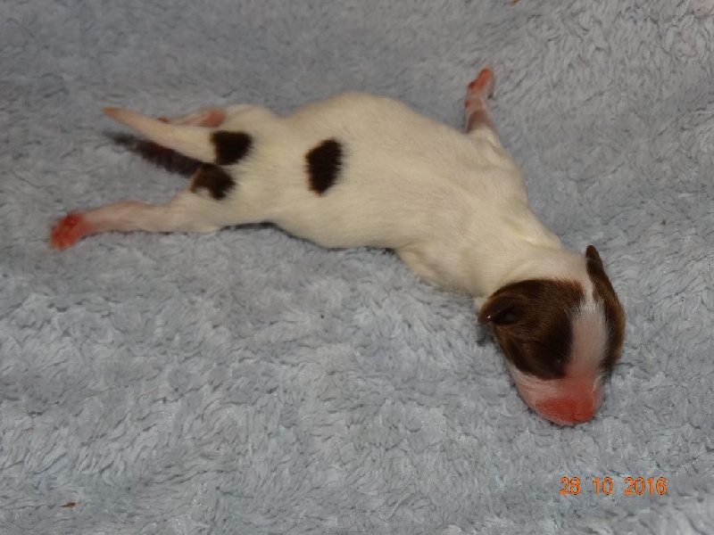 Mirabelle De La Vallée De La Py