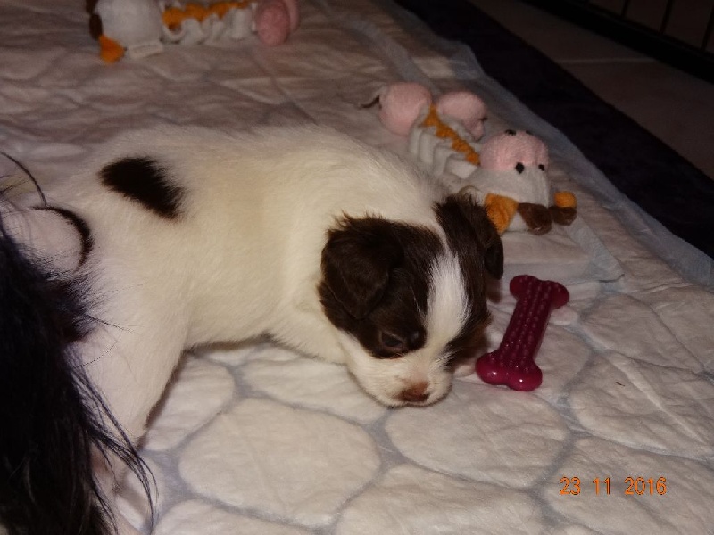 Mirabelle De La Vallée De La Py