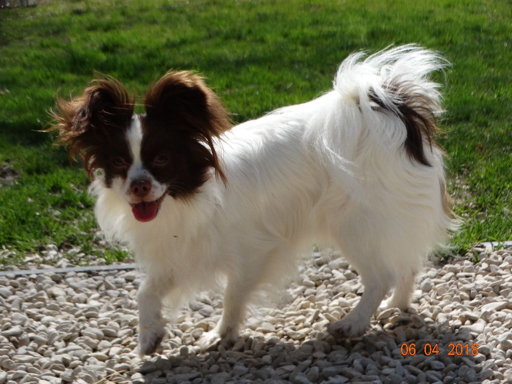 Mirabelle De La Vallée De La Py