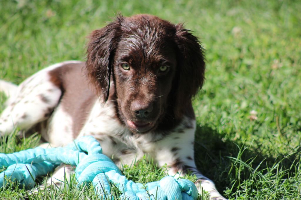 Alpha De La Vallée De La Py