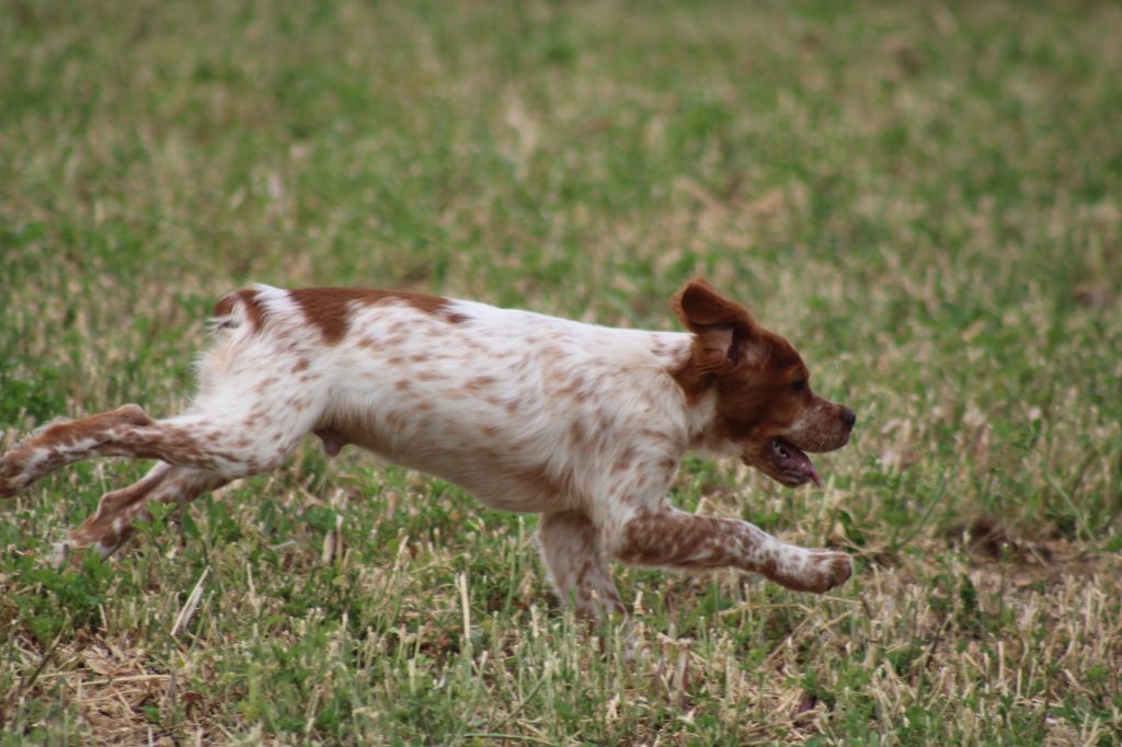 Artus De La Vallée De La Py