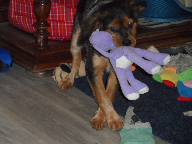 Harper De La Vallée De La Py