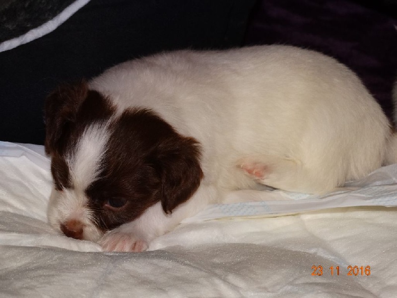 Mirabelle De La Vallée De La Py