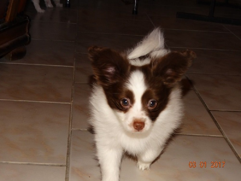 Mirabelle De La Vallée De La Py