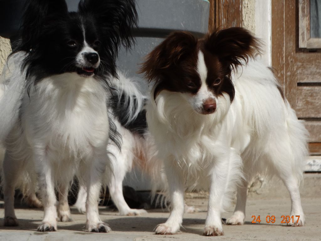 Mirabelle De La Vallée De La Py