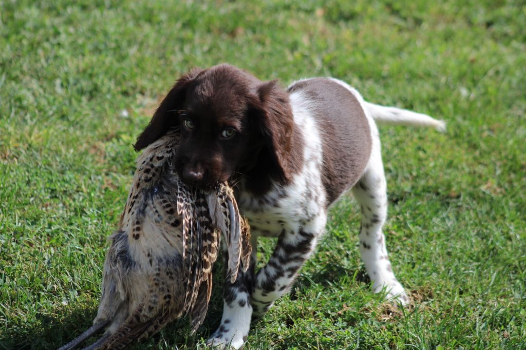 Alpha De La Vallée De La Py