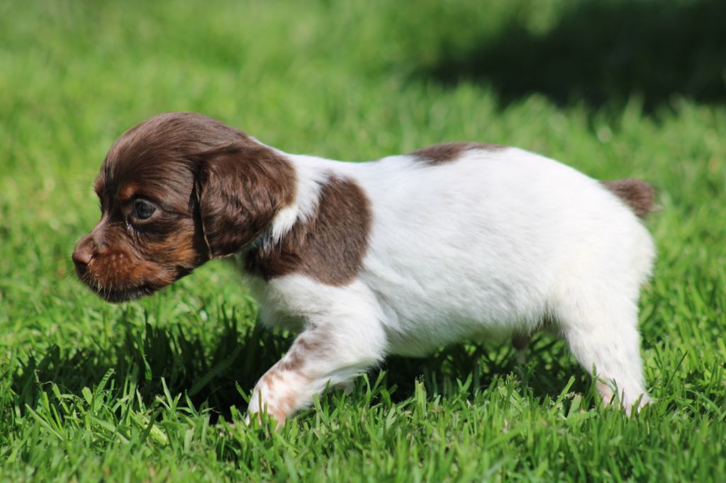 Toto De La Vallée De La Py