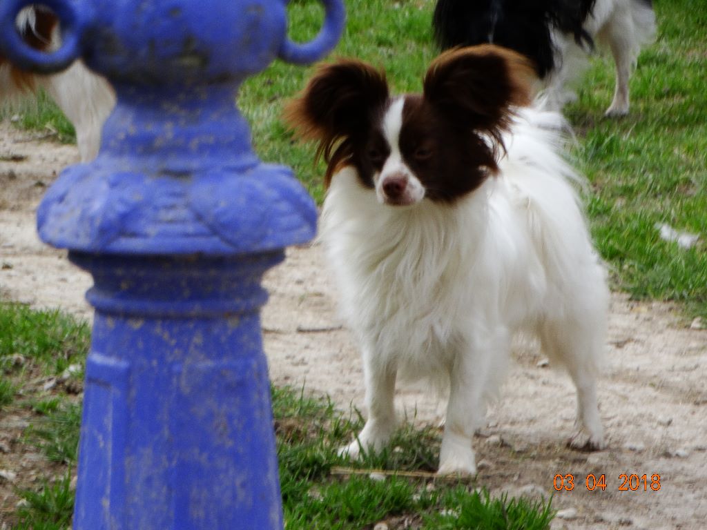 Mirabelle De La Vallée De La Py