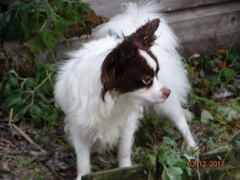 Mirabelle De La Vallée De La Py