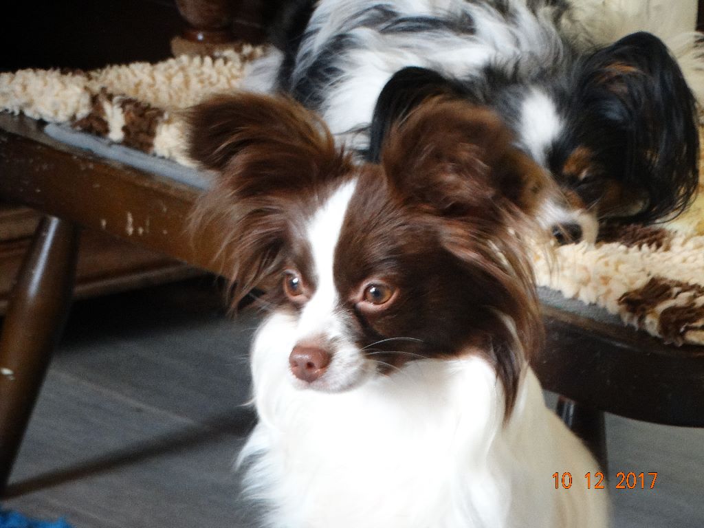 Mirabelle De La Vallée De La Py