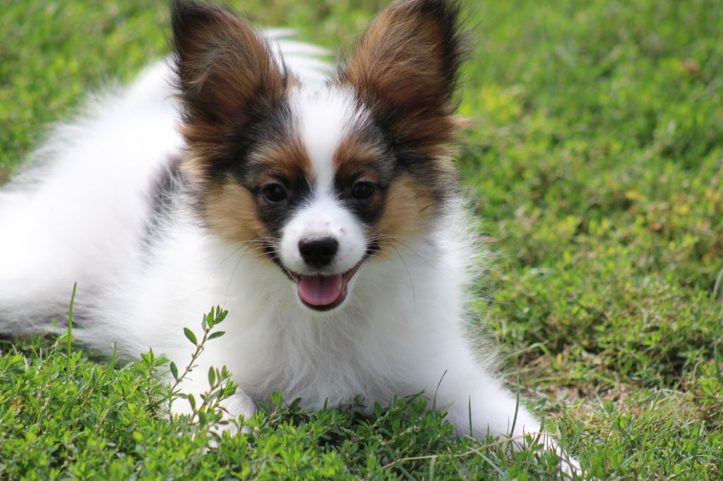 Ricky De La Vallée De La Py