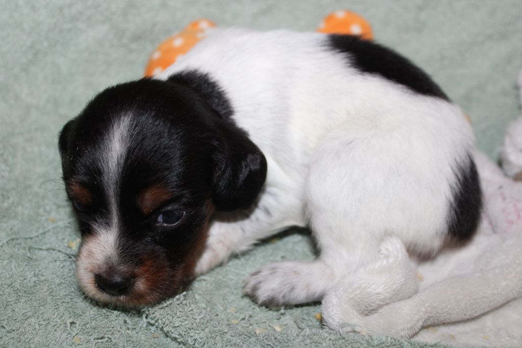 Publication : De La Vallée De La Py