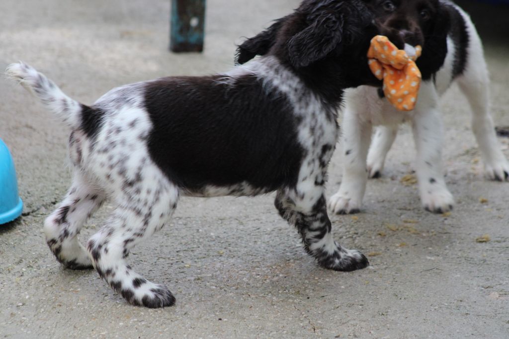 Alpha De La Vallée De La Py