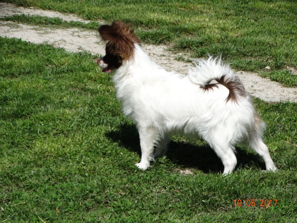 Mirabelle De La Vallée De La Py